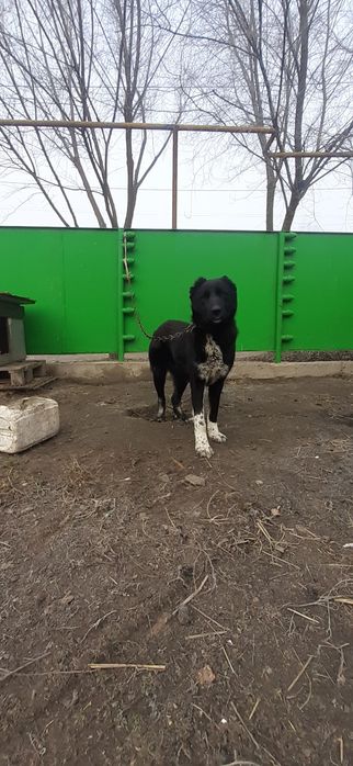 Продом щенки САО