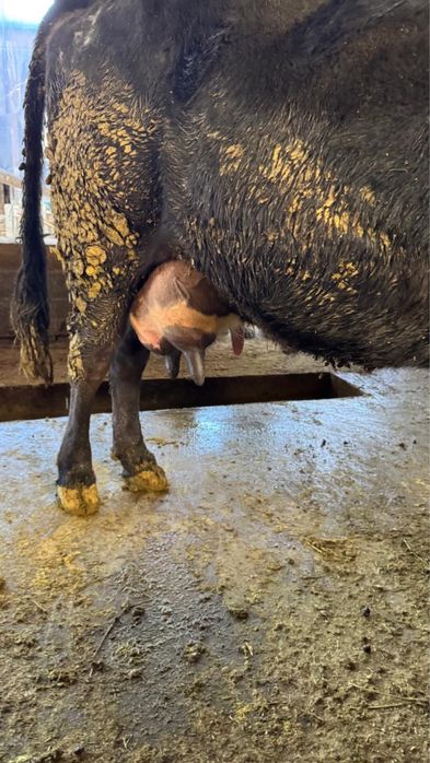 Сиырлар сатылады