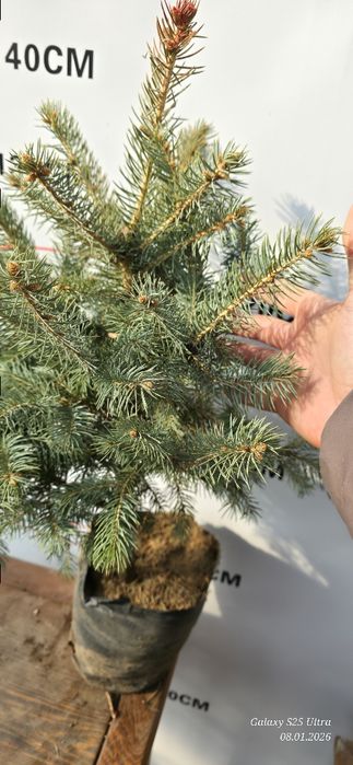 Голубой ель хитойдан биринчи кул