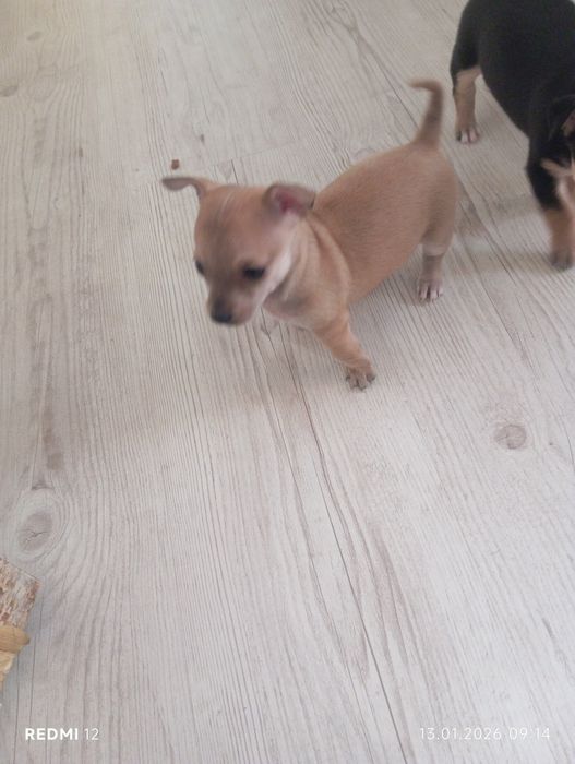 Домашни любимци момичета