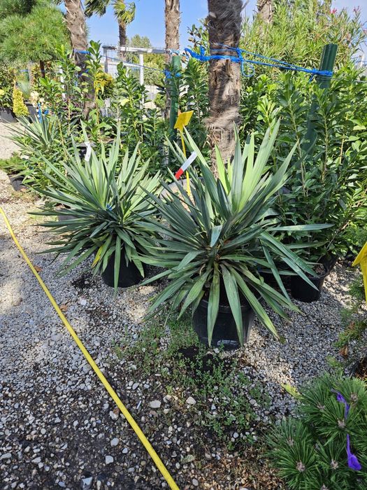 Vindem plante ornamentale de calitate extra