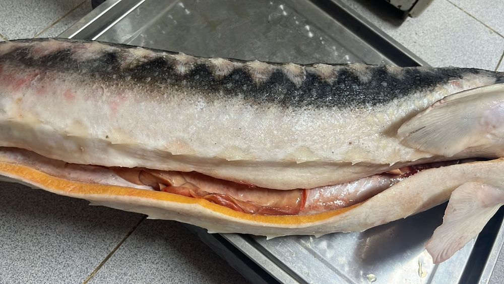 Продам осетра (дикий)