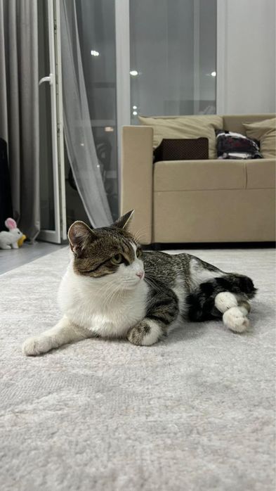 отдам кота в хорошие руки