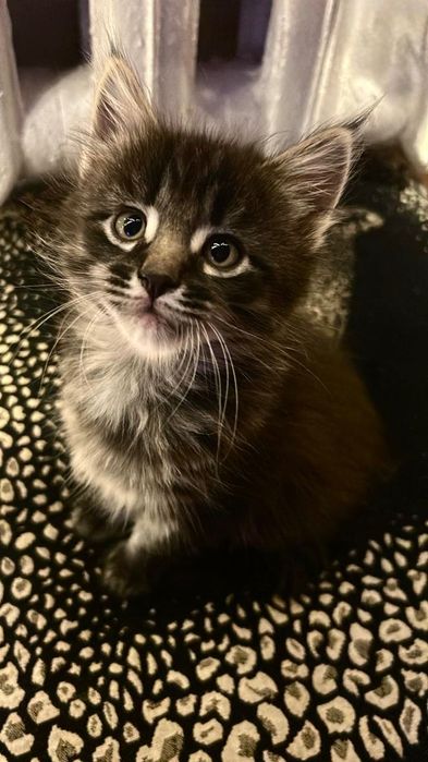 Кошка Мейн-кун продам