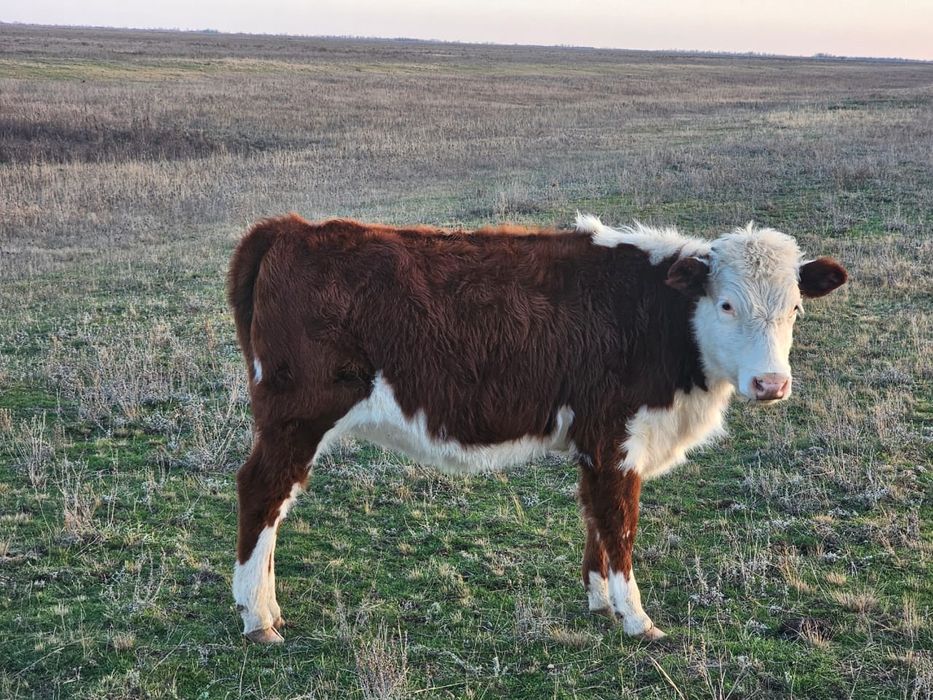 Ургашы подсос баспактар сатылады