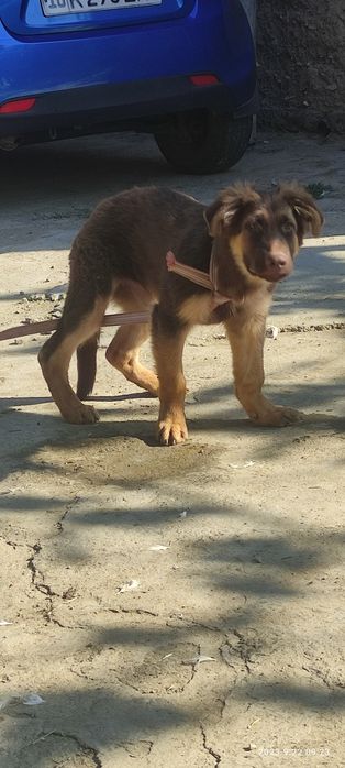 Немецкая овчарка