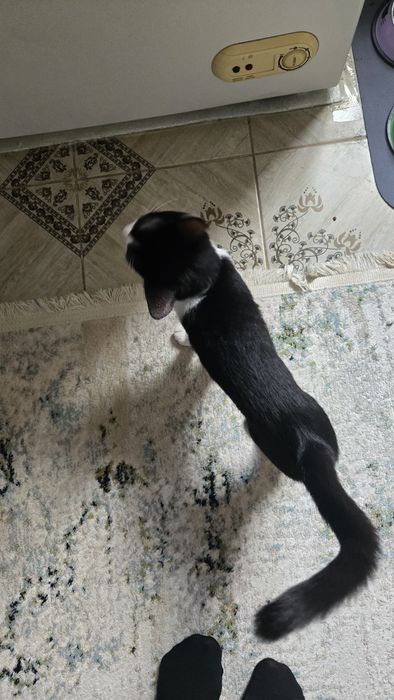 кошка домашняя 4 месяца мальчик