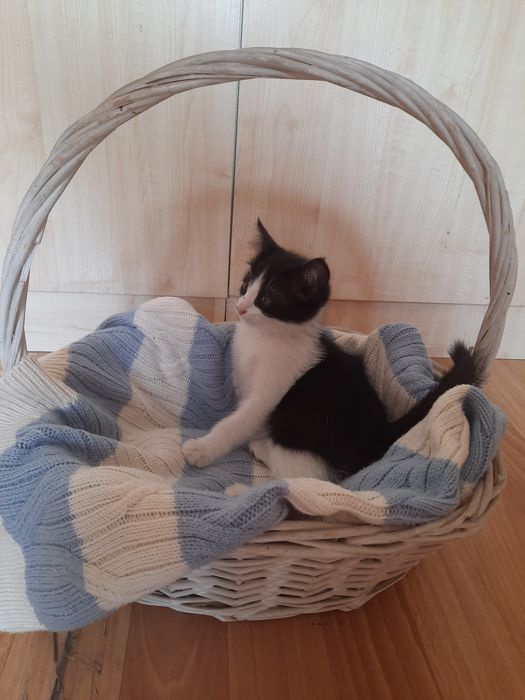 Отдаю котёнка в добрые руки
