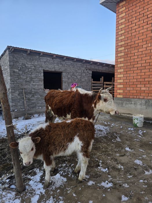 Сауын сиыр сутти далалыктан келген.5 туган 3айлык бузауы бар.