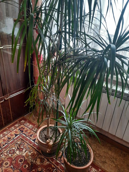 Драцена, Пальма.