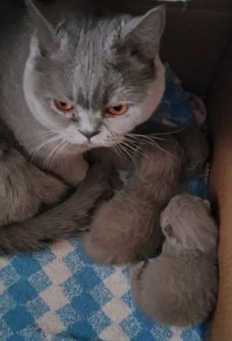 Котята Скоттиш-страйт, чистокровные британские котята, оттенок Лиловый