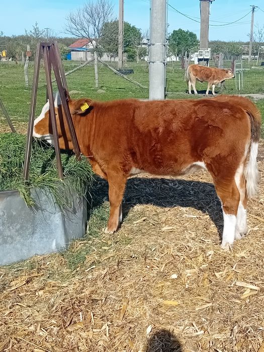 Vand vitea baltata din linie de lapte