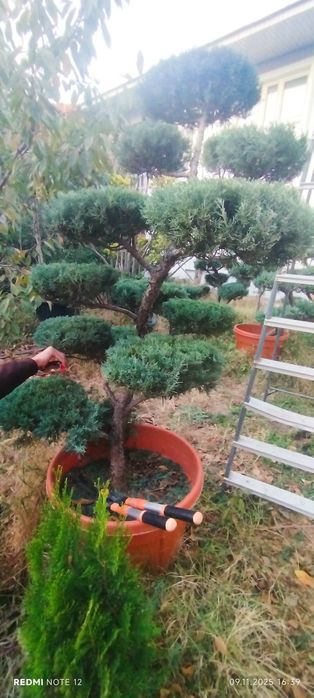 Juniperus kamida 15 yillik