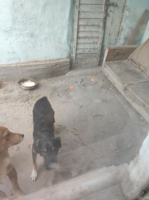 Собака в добрые руки