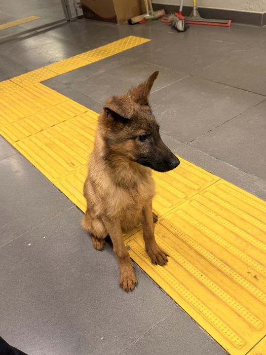 Щенок малинуа сука