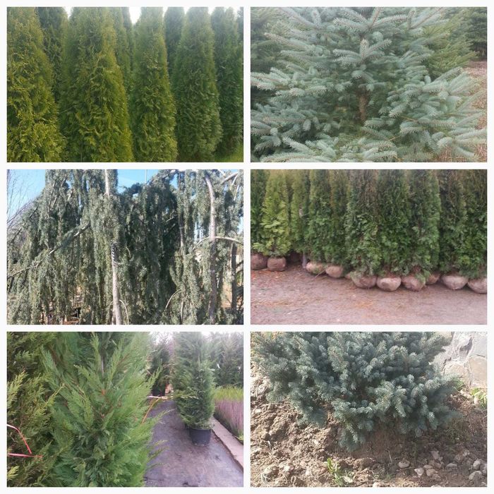 Vând magnolie, brazi, mesteacăn, tei, platan, stejar, paltin, platan