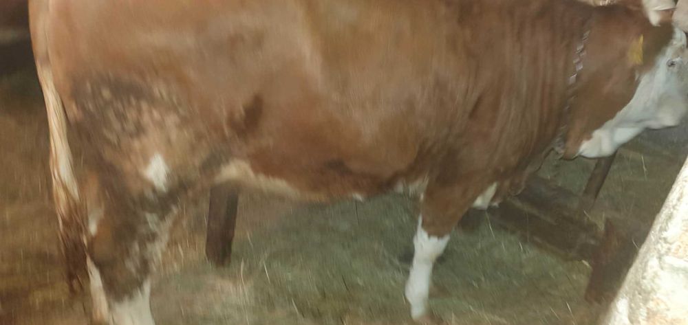 Vand vitea Baltata Romaneasca!