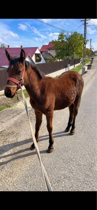 De vânzare 3 mânzoci
