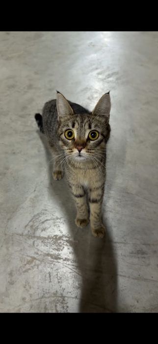 Котята помись с бенгалами