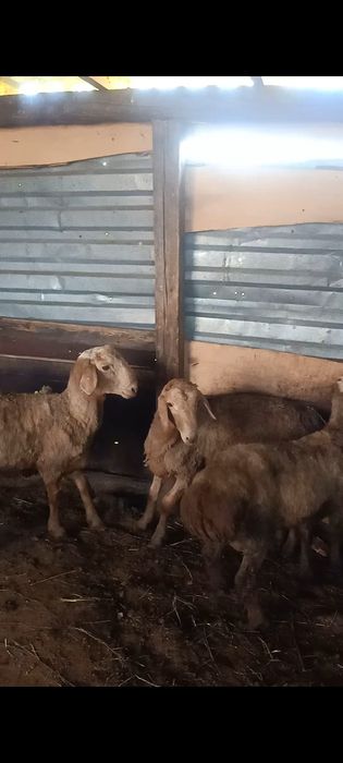 Продам барана на племя