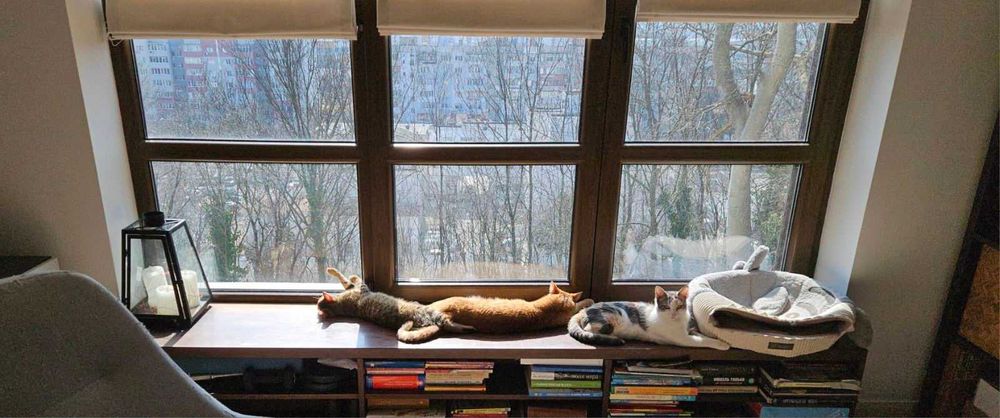 подарявам котенце варна