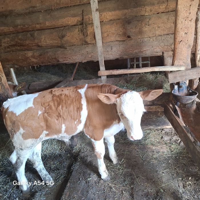 Vând vițel 8 săptămâni