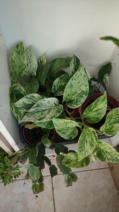 Эпипремнум Хэппи Лиф