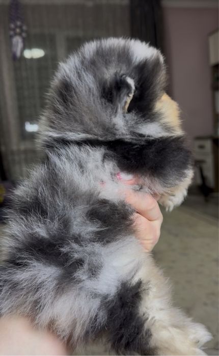 Померанский шпиц