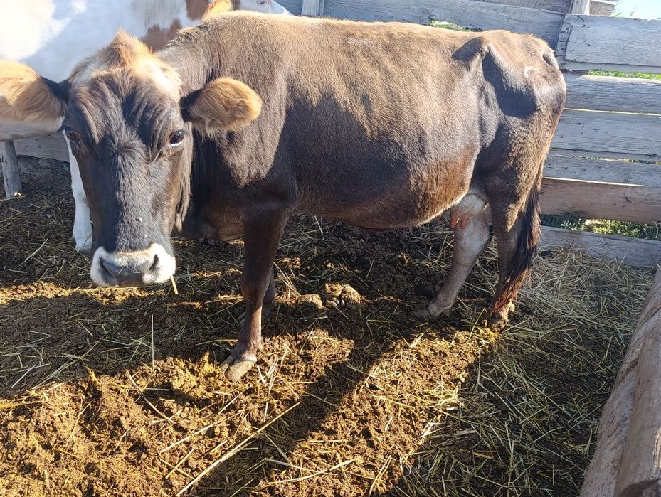 Продам две дойных коровы