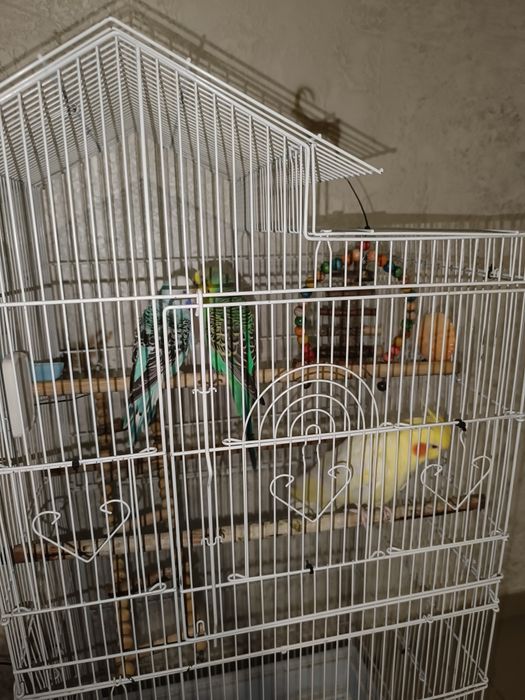 Попугаи с клеткой