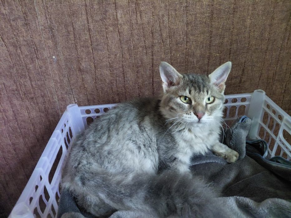 Котята в добрые и ответственные руки