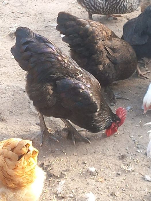 Продам петухов разных пород