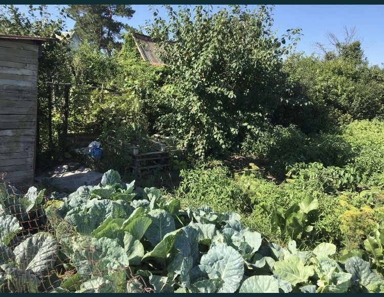 Дача 2 коллективе