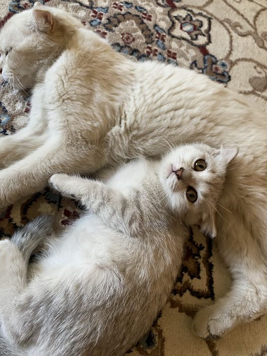 Котенок 4 месяц белого цвета