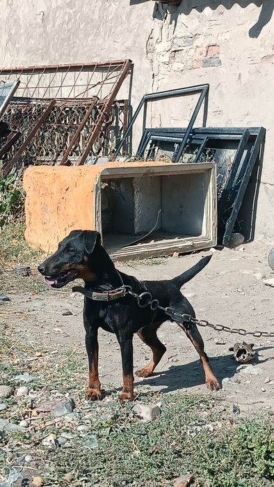 Ягдтерьер кушиктери шенки