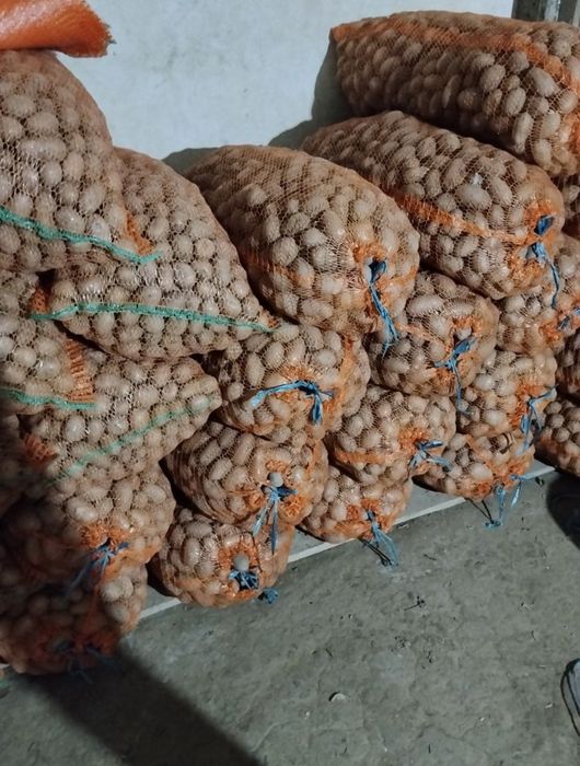 Cartofi de sămânță