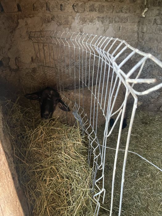 Vand doi berbeci Sufollk