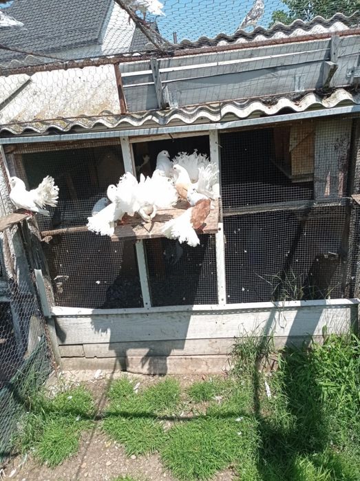 Disponibili porumbei voltați