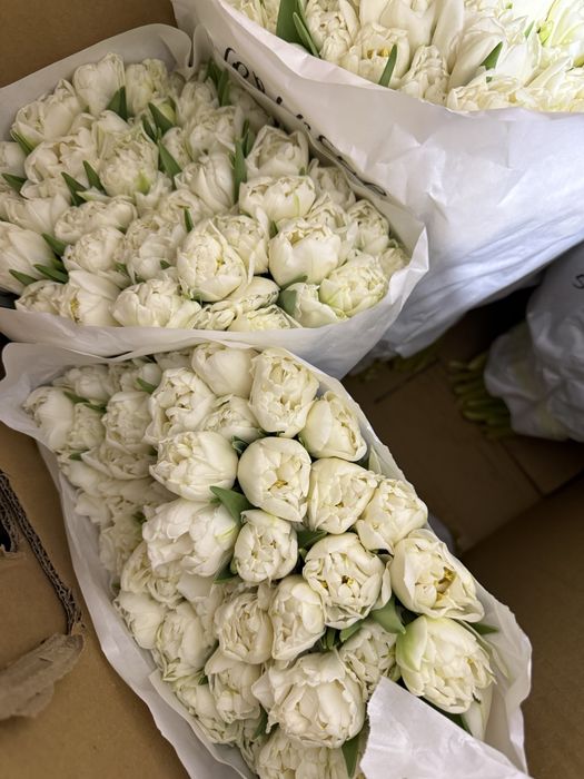 Продажа голландских тюльпанов