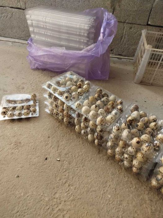 Bedana tuxum Перепелиные яйца