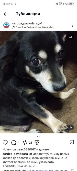 Ищу новых хозяев