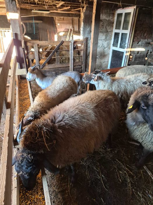 Vand 5 oi si patru iede