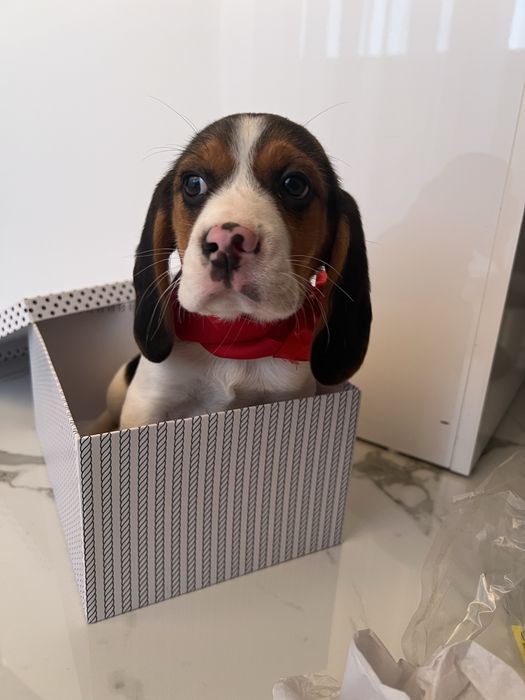 Cățelușă beagle tricolor