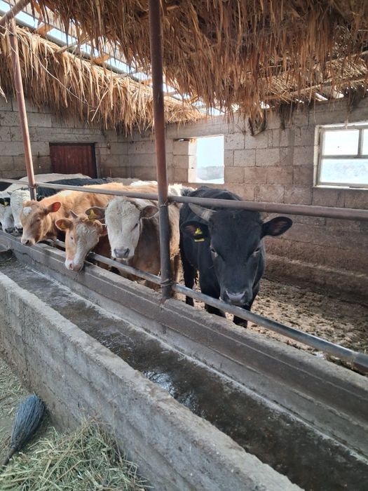 1 жане 2 жасар бұқалар