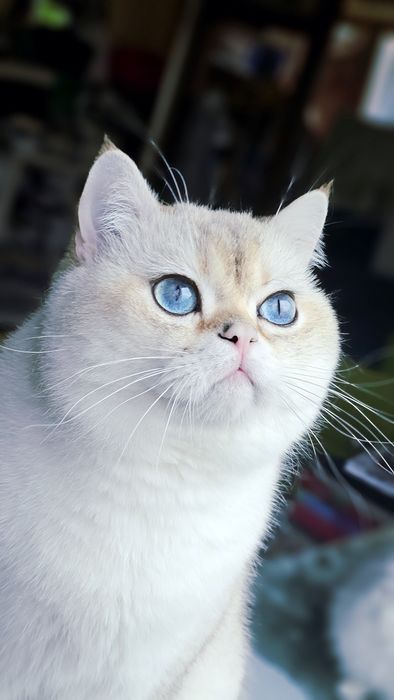 Късокосмести котенца