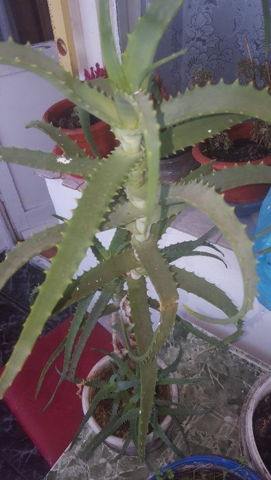 Aloe vera in ghiveci