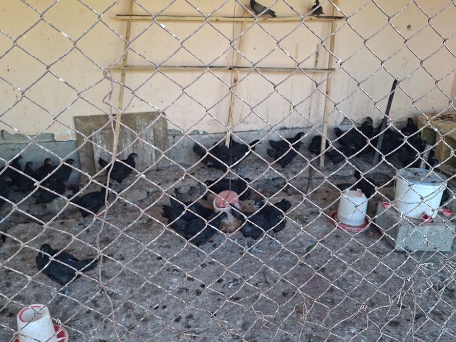 Гиган шөжектері сатылады