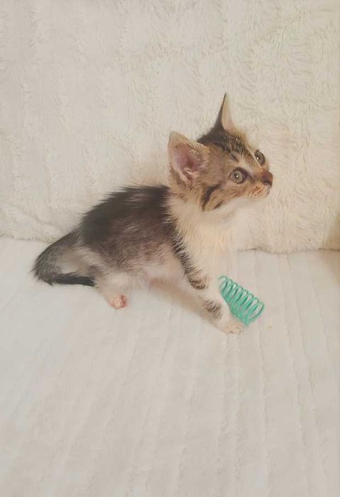 Подарявам Коте Котенце