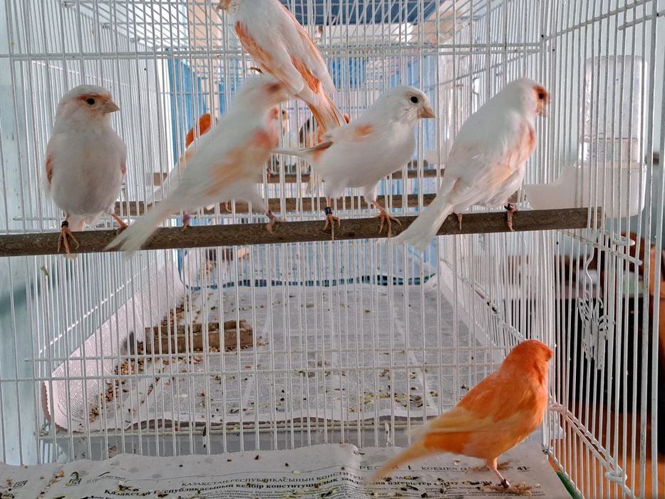 Канарейки цветные.