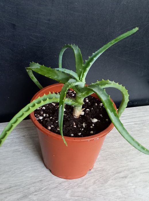 Алоэ  лечебное   ..